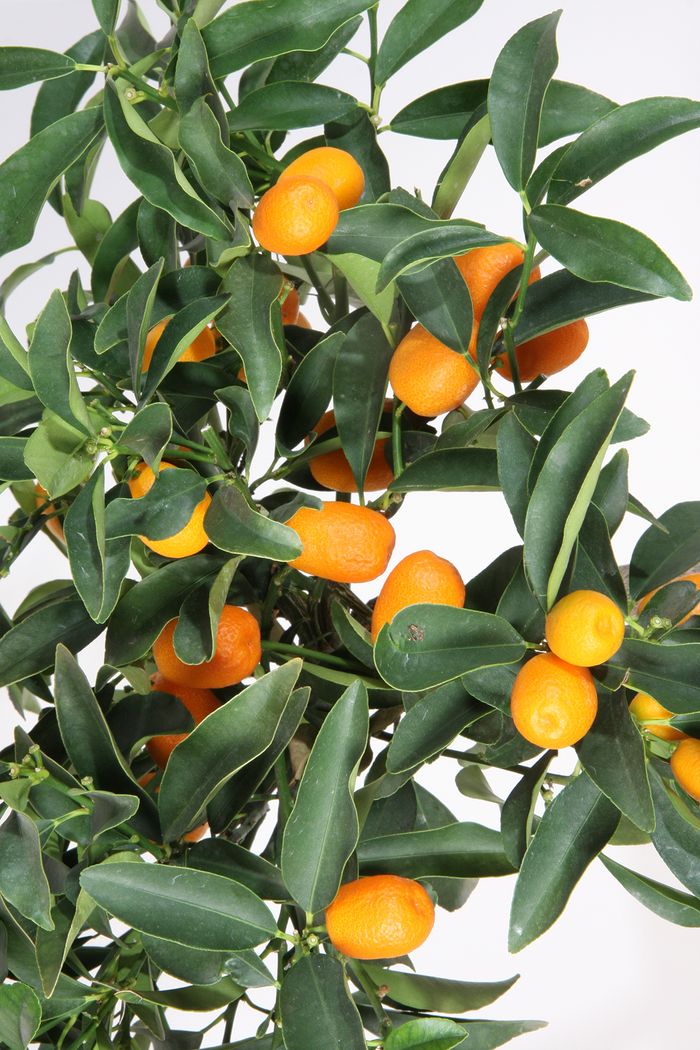 Kumquat / Zwergorangen Kumquat / Zwergorangen