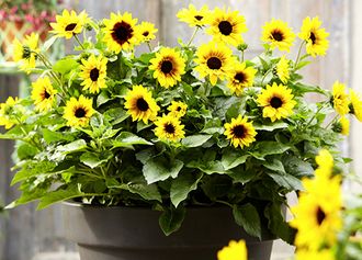 Sonnenblume 'SunBelieveable'® (Helianthus annuus)