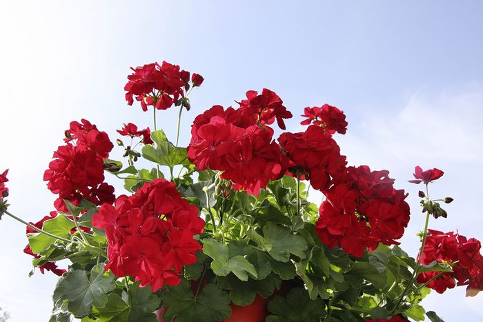 Geranien / Pelargonie Geranien / Pelargonie