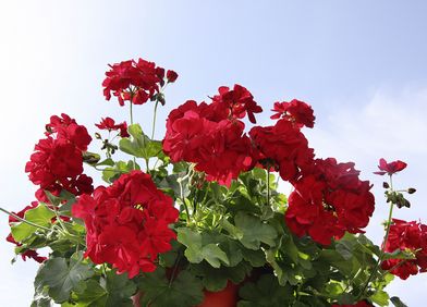 Geranien / Pelargonie