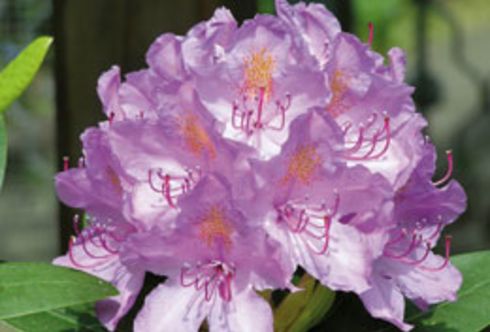 Rhododendren und deren Begleitpflanzen