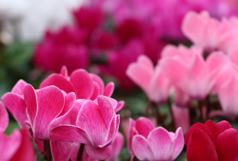 Omas Liebling voll im Trend: Cyclamen