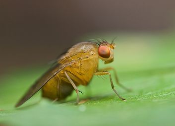 Fruchtfliegen