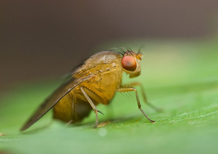 Fruchtfliegen Fruchtfliegen