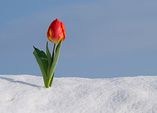 Neuerlicher Wintereinbruch?! - biologische Tipps