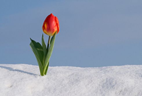 Neuerlicher Wintereinbruch?! - biologische Tipps