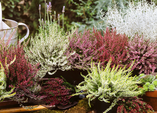 Die drei Herbststars