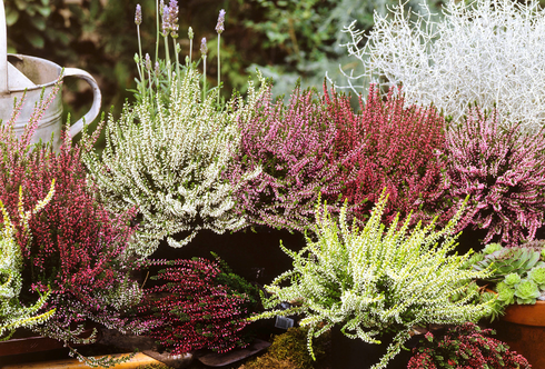 Die drei Herbststars