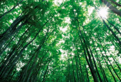 Baum und Mensch: eine lange Freundschaft