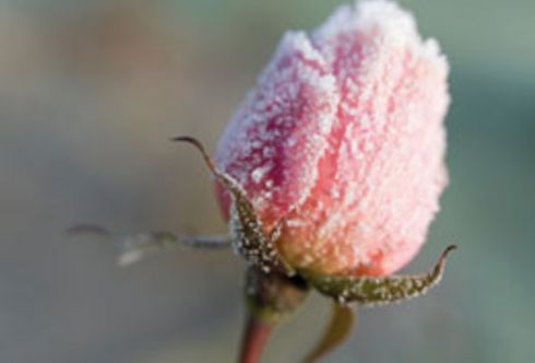 Gut geschützt durch den Winter