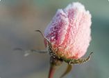 Gut geschützt durch den Winter