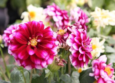 Dahlien