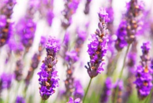Lavendel (Lavandula angustifolia)