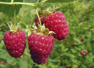Himbeere