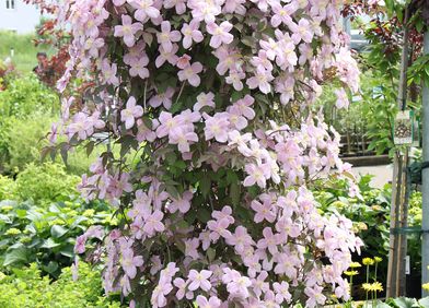 Clematis