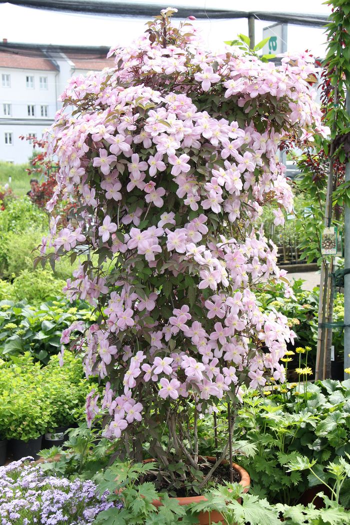 Clematis Clematis