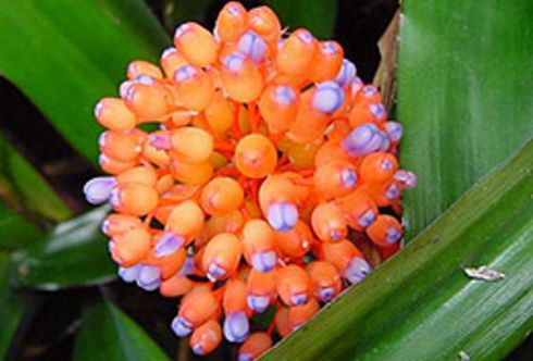 Bromelien