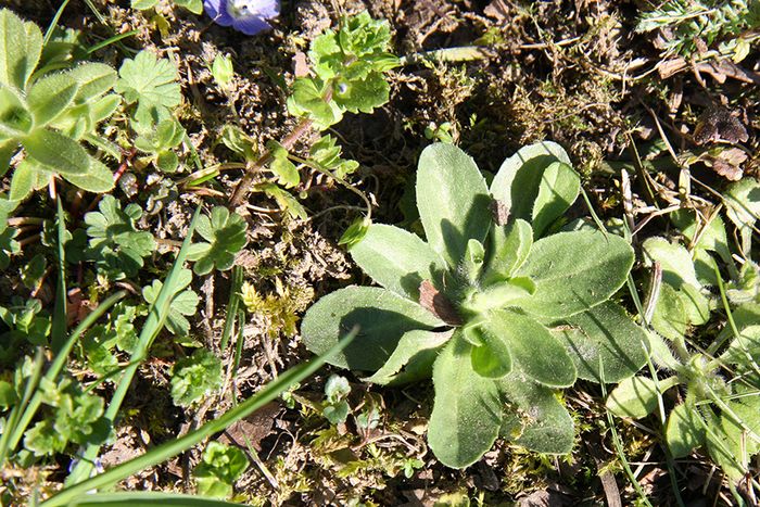Wildkräuter: offener Boden Wildkräuter: offener Boden
