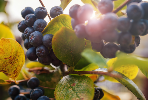 Wildes Obst, wilde Freuden