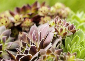 Hauswurz (Sempervivum)