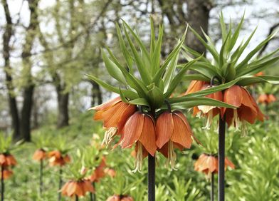Frittillaria / Kaiserkrone