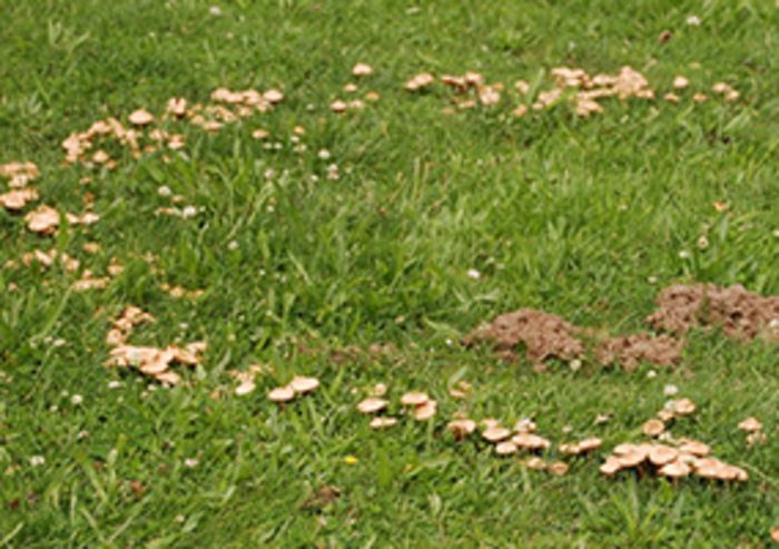 Pilze im Rasen: "Hexenringe" Pilze im Rasen: "Hexenringe"