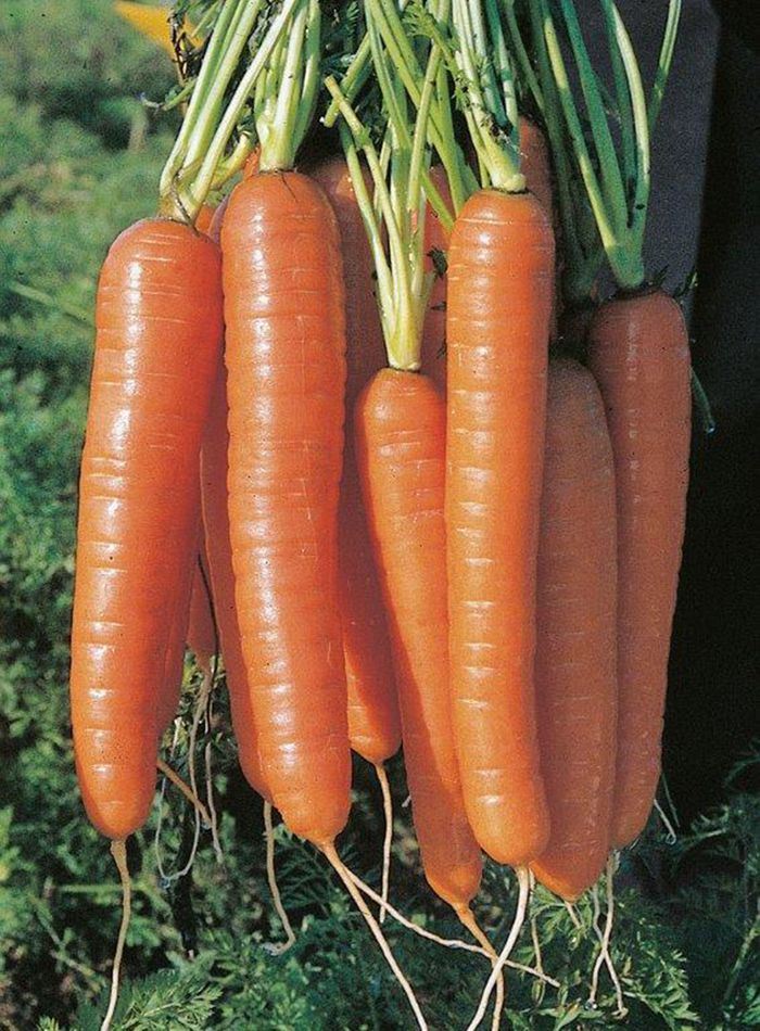 Karotten Karotten