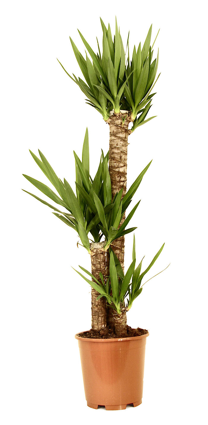 Palmlilien / Yucca Palmlilien / Yucca