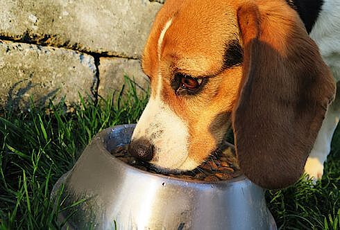 Urlaub mit Hund | Futter & Pflege