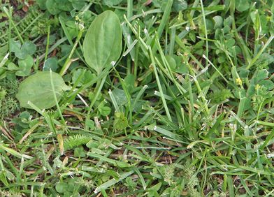 Wildkräuter: Boden-Abmagerung
