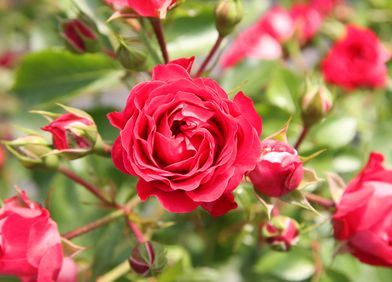 Bodendeckerrosen