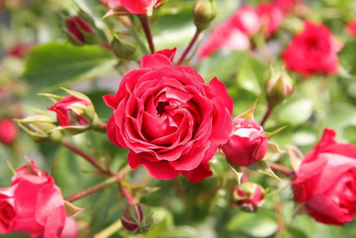 Bodendeckerrosen