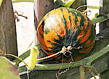 Kürbis: Herbstlicher Vorbote und Genuss auf höchstem Niveau!