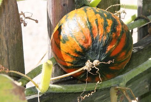 Kürbis: Herbstlicher Vorbote und Genuss auf höchstem Niveau!