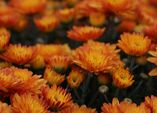 Herbststauden - Leuchtende Blüten verlängern den Sommer