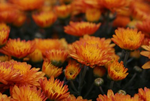Herbststauden - Leuchtende Blüten verlängern den Sommer