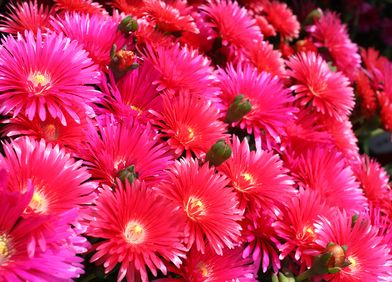 Mittagsblume