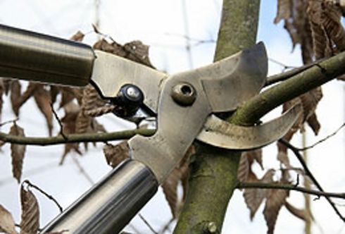 Rückschnitt: Obstbaumschnitt - die Technik