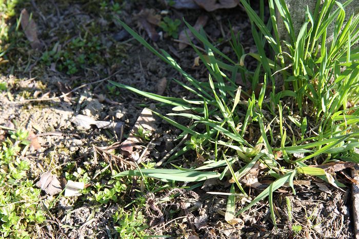 Zeigerpflanze: Quecke Zeigerpflanze: Quecke