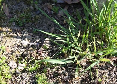 Zeigerpflanze: Quecke
