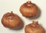 Im Sommer an den Herbst denken