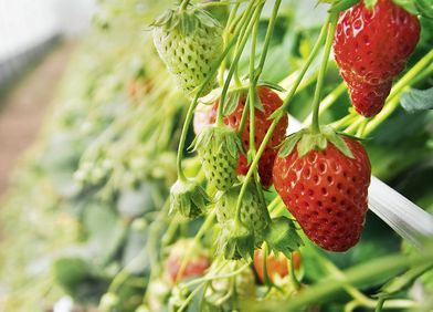 Erdbeeren