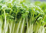 Die Herbstaussaat – So gedeihen Ihre Kräuter!