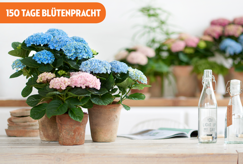 Hortensie Magical - Farbenprächtiges Chamäleon