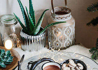 weihnachtliches Sukkulenten-Ambiente