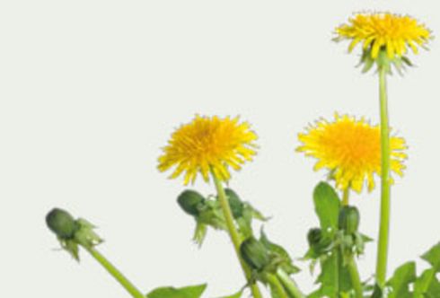 Unkräuter - Bösewichte im Garten?