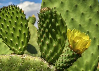 Feigenkaktus (Opuntia consolea)