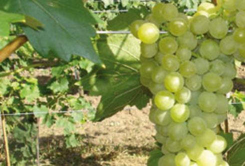 Weinrebe: Frühsommerschnitt