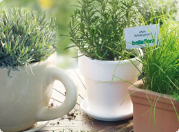 Anlegen einer Kräuterspirale/-garten