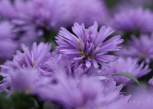 Aster